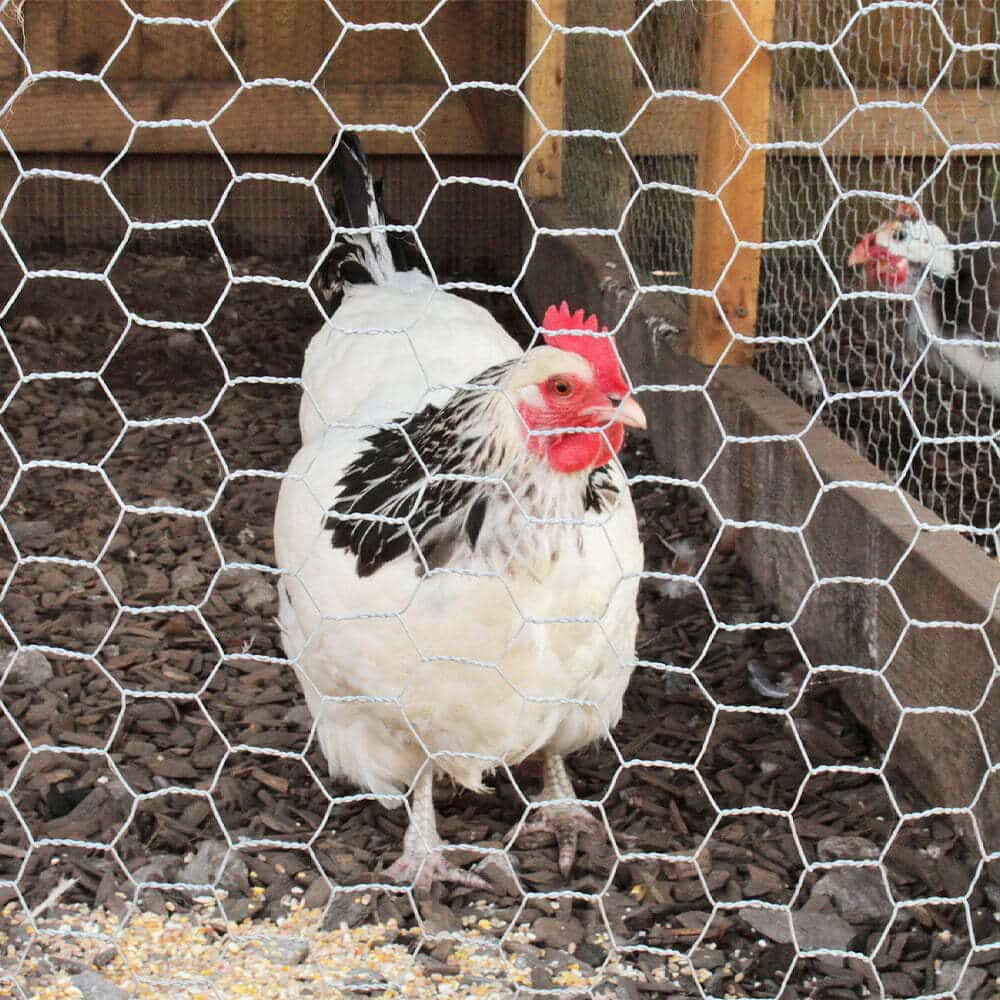 Chicken Mesh
